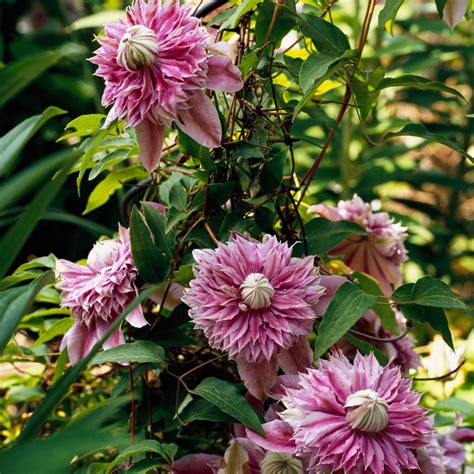 15 Clematis Varieties to Grow for Gorgeous Flowers
