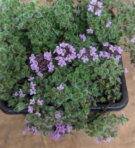 Buy Thymus lanuginosus (Woolly Thyme) from Shire Plants