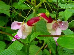 Image result for Flowers That Look Like Animals