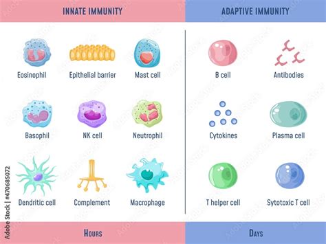 Immunity System 的图像结果