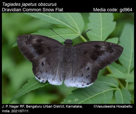 Tagiades japetus | Butterfly