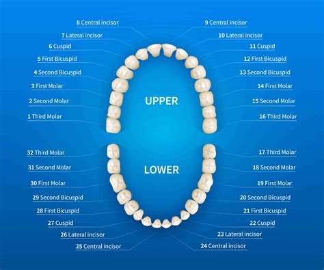 Wisdom Teeth Function 的图像结果