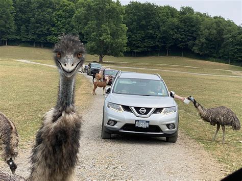 Emu - Varysburg, NY - Hidden Valley Animal Adventure