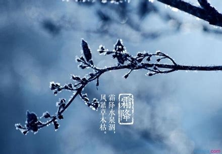 蒹葭苍苍 白露为霜 霜降原来有这么美的由来-中国好故事