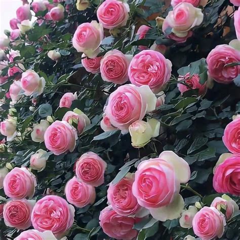 🌹40% OFF🌹Unique Garden Climbing Rose Flower Seeds- Mixed Colours ...
