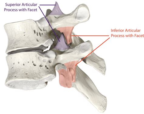 19.4.2: The Vertebral Column - Medicine LibreTexts