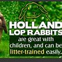 Image result for Mini Lop Eared Bunny