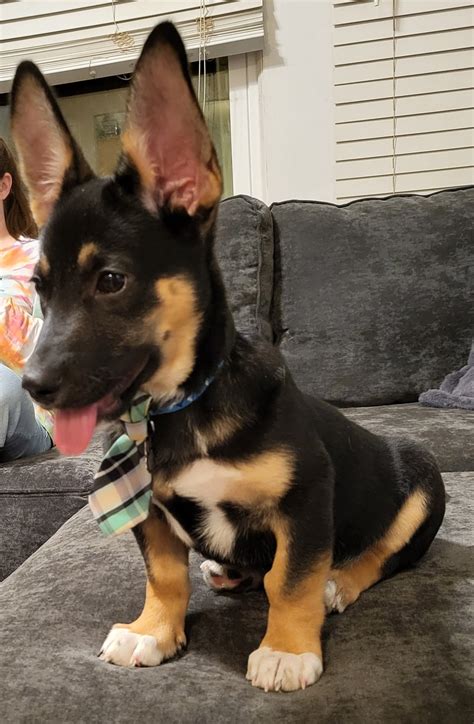 German Shepherd Corgi