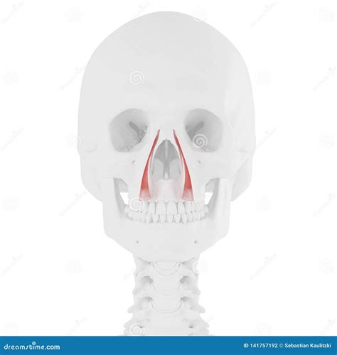 The Levator Labii Superioris Alaeque Nasi Stock Illustration - Illustration of anatomical ...