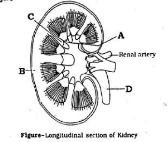 Go through the following figure A B C D Cortex Calyx Renal column ...