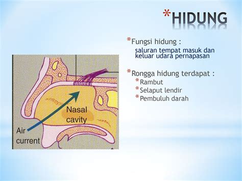 fungsi selaput lendir hidung adalah untuk