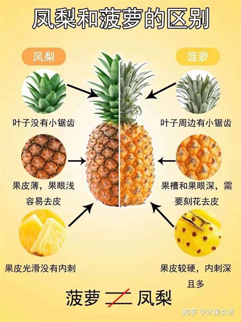 水果冷知识|菠萝和凤梨有区别吗？一张图带你辨别！附赠3步美味切法 - 知乎