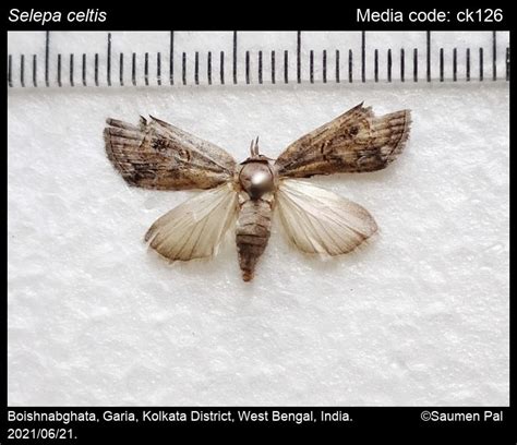 Selepa celtis Moore, [1860] - | Moths