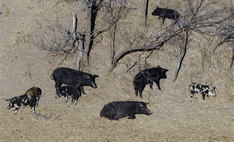 Fearing "feral hog apocalypse," Texas approves feral hog poison - CBS News