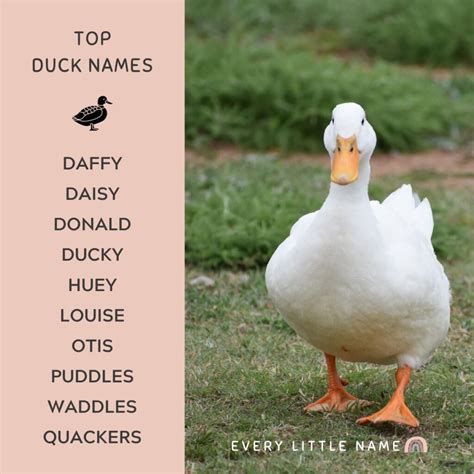 200+ Best Duck Names (Cute, Funny, and Quack-tastic) - Every Little Name