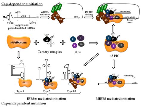 Focus on Translation Initiation of the HIV-1 mRNAs