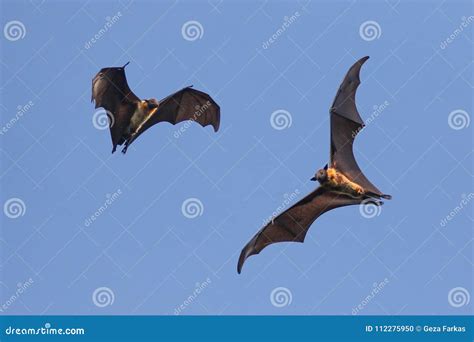 Two Indian Flying Fox Bat on the Sky, Pteropus, Giganteus Stock Photo ...