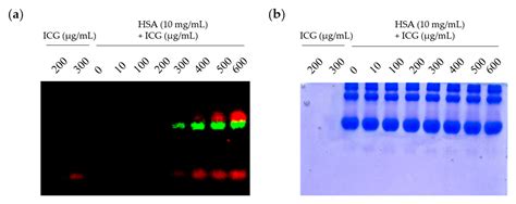 Imaging of Indocyanine Green-Human Serum Albumin (ICG-HSA) Complex in ...