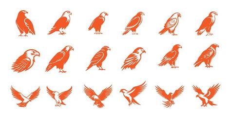 Image result for Hawk Pattern