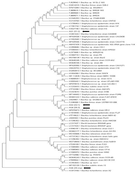 Isolation and Characterization of Phosphate Solubilizing Microbes from ...