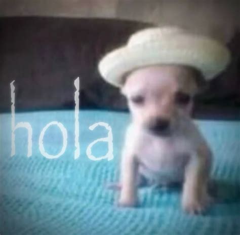 proud puppy and pibble lover | ITS HIM | Instagram