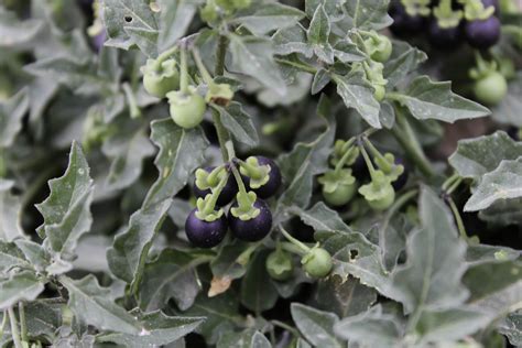 Solanum Xanthocarpum