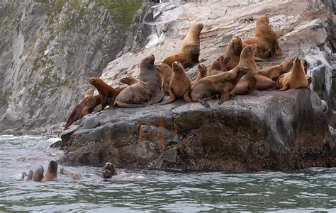 Selective focus. Rookery Steller sea lions. Island in Pacific Ocean near Kamchatka Peninsula ...