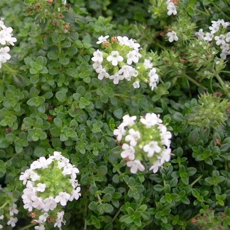 Thymus Serpyllum Plants at Kristin Knight blog
