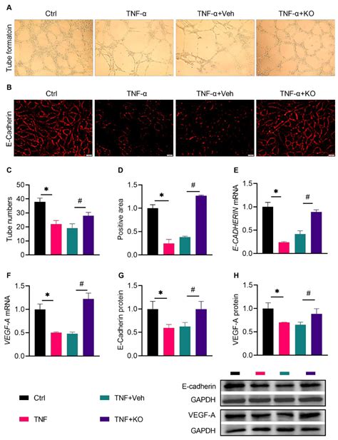 Local Application of Krill Oil Accelerates the Healing of Artificially ...