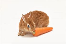 Image result for Dwarf Hotot Rabbit Wallpaper