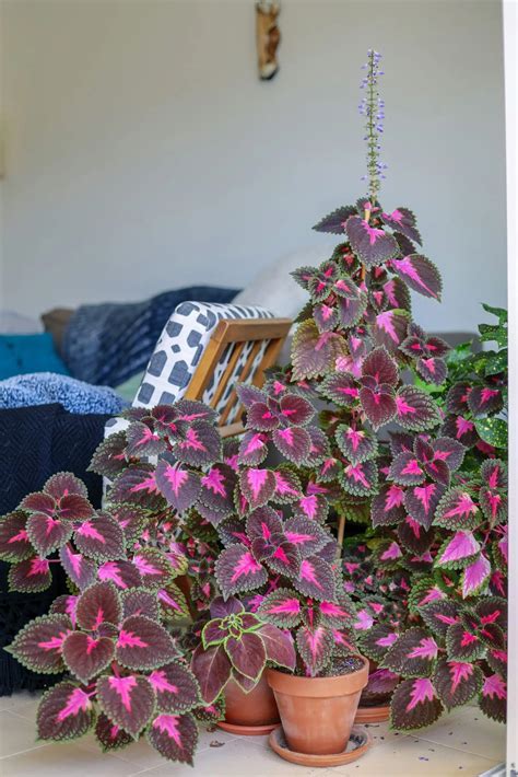 9 stunning pink indoor plants anyone can care (& where to buy ...
