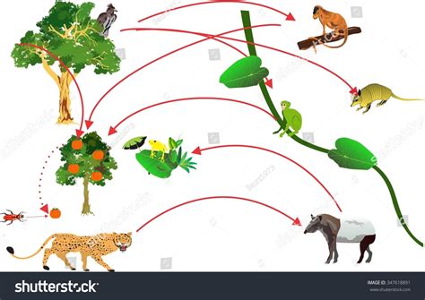 Amazon Jungle Food Chain