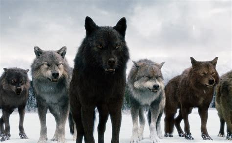 यूपी के 40 गांवों में भेड़ियों की दहशत, सूंघने, सुनने और देखने में इनका ...