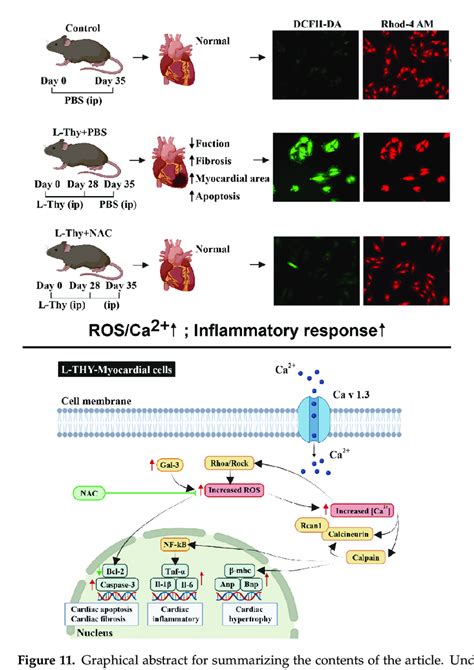 Graphical Abstract Transcriptome 的图像结果