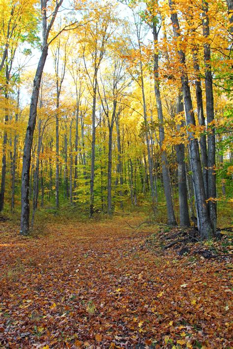 Late Fall Hike at Palmer Woods Forest Reserve - The Leelanau Conservancy