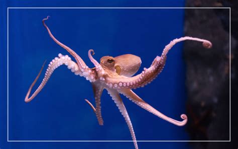Pet octopus image 2