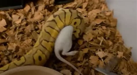 Image result for Ball Python Not Eating