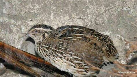 cara burung puyuh cepat bertelur