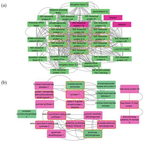 Transcriptome Analysis Reveals Molecular Mechanisms under Salt Stress ...