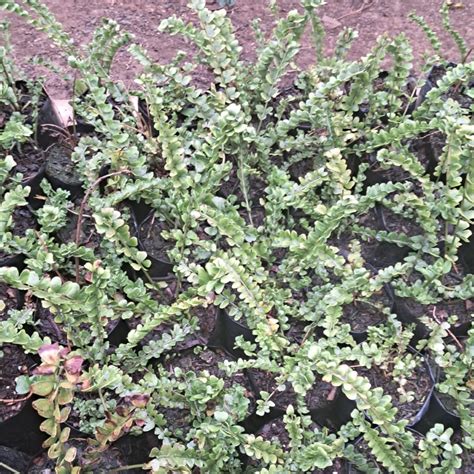Polypodium Virginianum Fern Plant