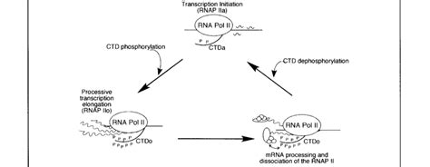 RNA Transcript Loop 的图像结果