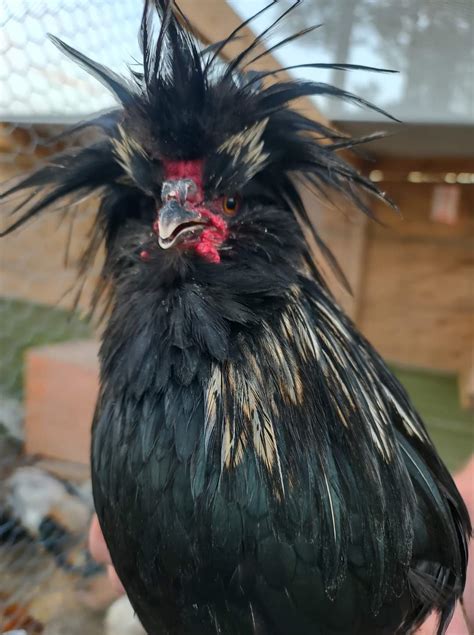 Crazy Chicken Hair
