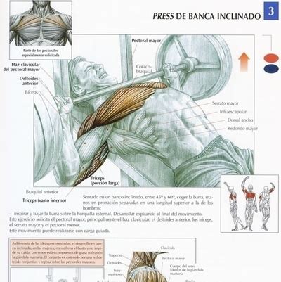 Top 8 de los ejercicios más efectivos para los pectorales – La Revista IN
