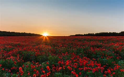 Field of Roses Wallpapers - 4k, HD Backgrounds on WallpaperBat