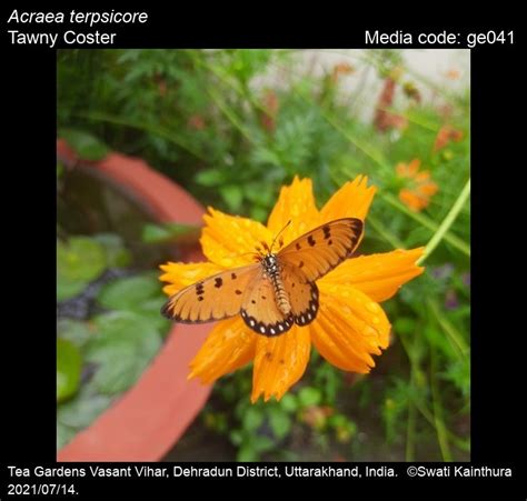 Acraea terpsicore | Butterfly