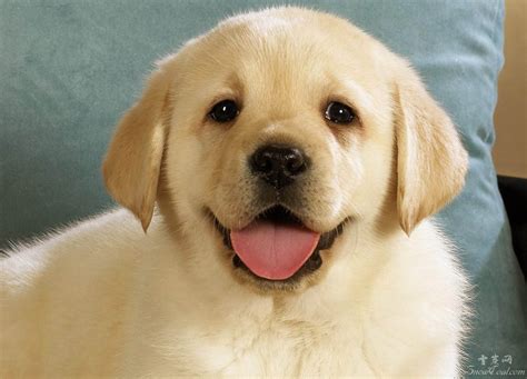世界上最萌最可爱的20只小狗！