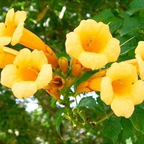 Campsis Golden Trumpet - Yellow Trumpet Vine