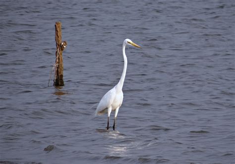 Free photo: Great White Heron - Bird, Food, Great - Free Download - Jooinn