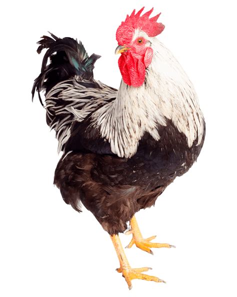 Gro Poultry