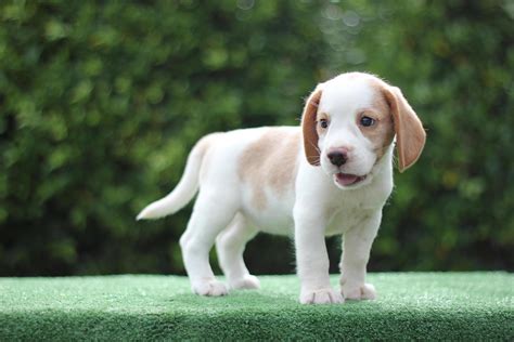 Mini Lemon Beagle